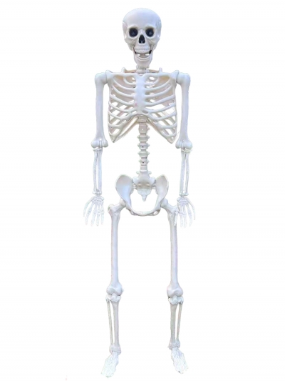 Скелет человека Skeleton, 165 см-4