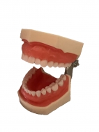Стоматологическая модель челюсти со съемными зубами 32Dent